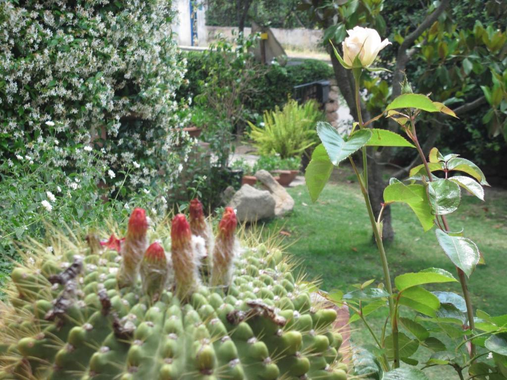 Bed & Breakfast Dessole Olbia Buitenkant foto